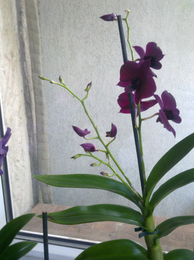 den violet cu toate tijele