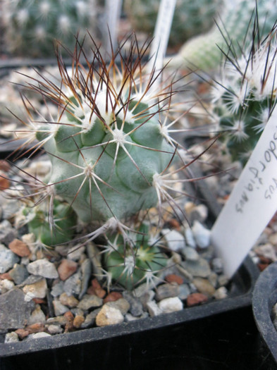 Gymnocactus gtelsdorfianus - Turbinicarpus-Thelocactus