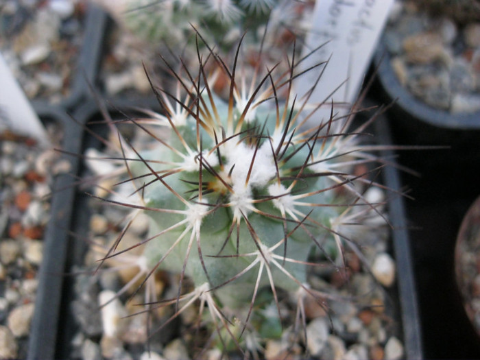 Gymnocactus gielsdorfianus - Turbinicarpus-Thelocactus