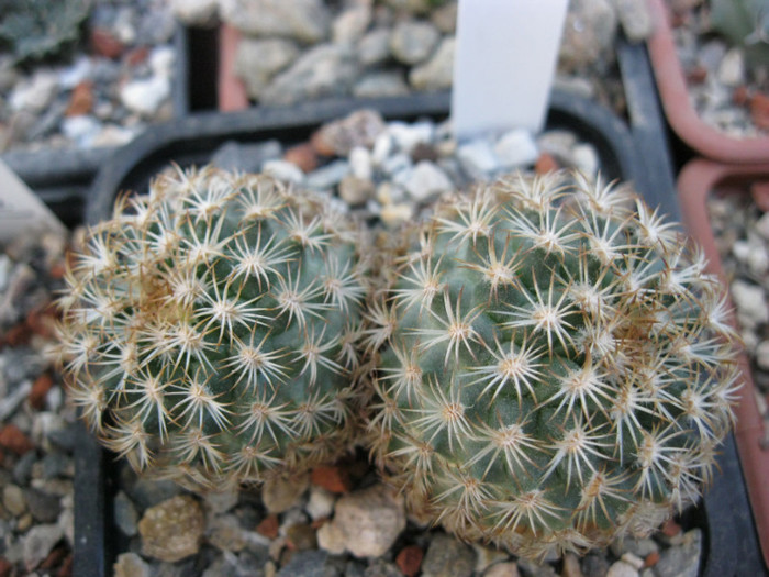 Gymnocactus - Turbinicarpus-Thelocactus