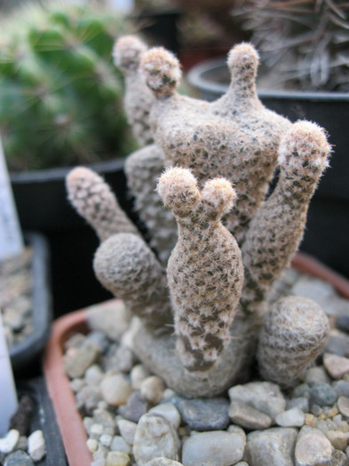 Austrocilindropuntia clavaroides - Opuntia-Tephrocactus