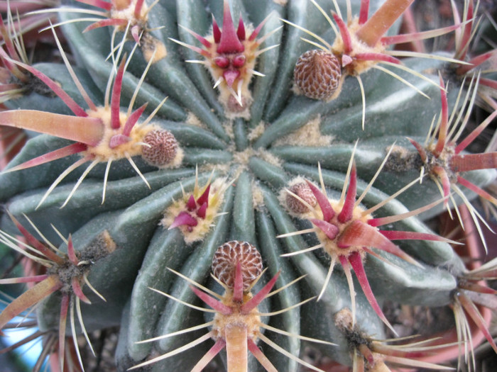 latispinus - Ferocactus