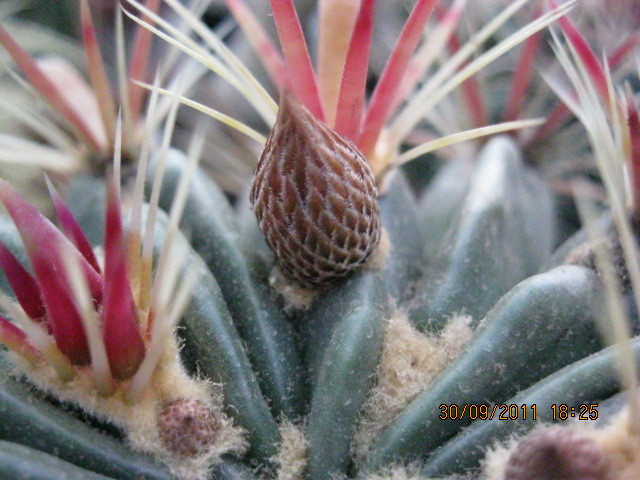 latispinus - Ferocactus