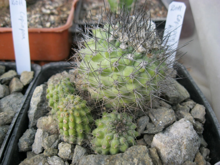 Copiapoa humilis