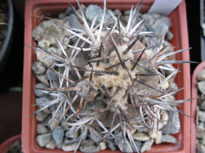 Pyrhocactus - Neoporteria si altele