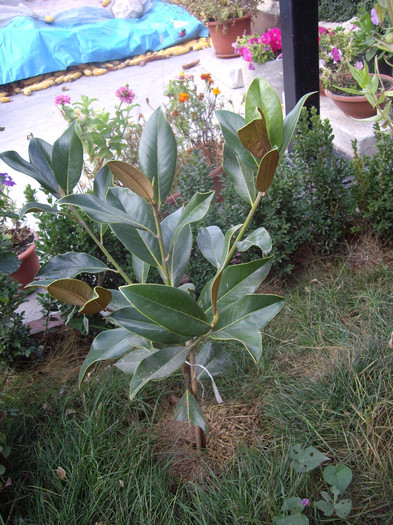 magnolia grandiflora - Flori 2