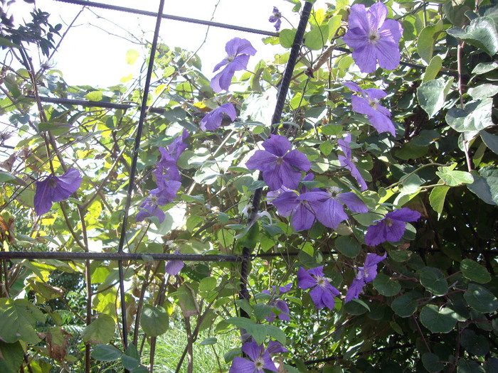 clematita