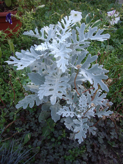 Senecio cineraria