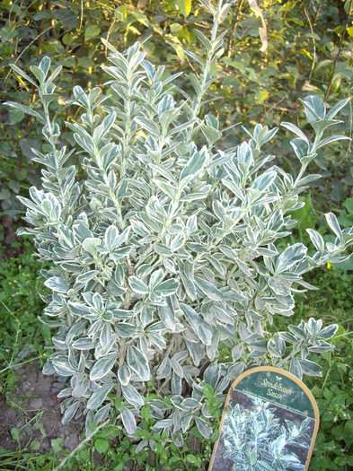 IMGP0715