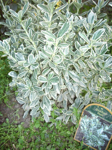 IMGP0716