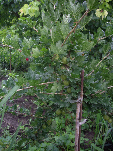 agris  pe  tulpina