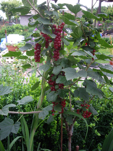 coacaz