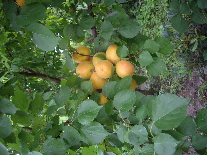 IMGP8885