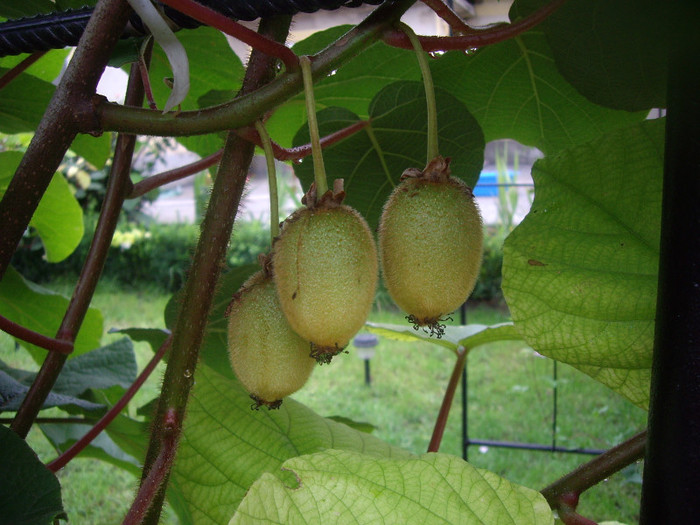 IMGP8895