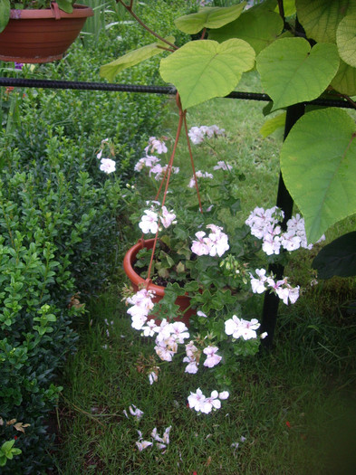 IMGP8907