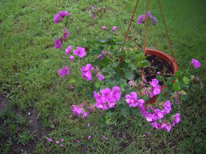 IMGP8909 - Flori 2