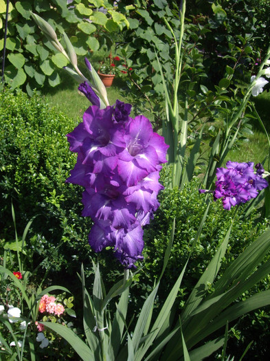 IMGP8925 - Flori 2