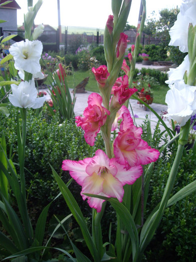 IMGP8937 - Flori 2
