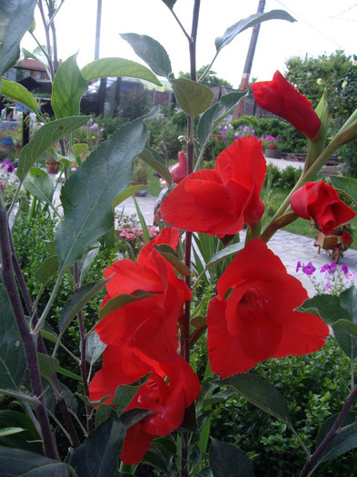 IMGP8938 - Flori 2