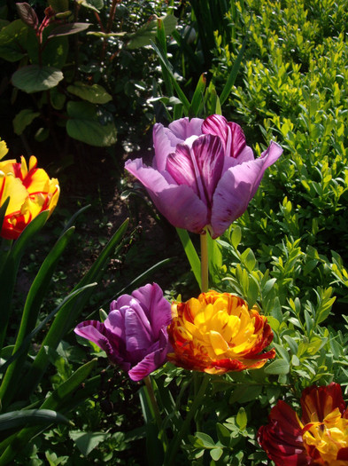 IMGP9679 - Flori 2