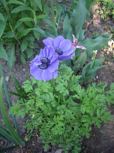 IMGP9680 - Flori 2