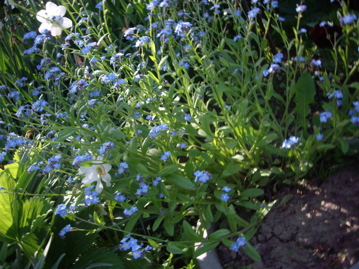 IMGP9687 - Flori 2