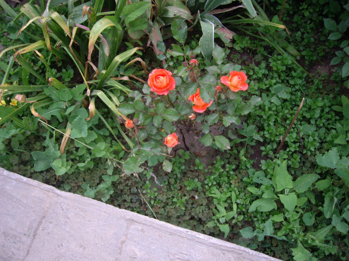 IMGP9694 - Flori 2