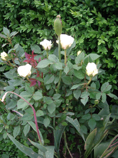 IMGP9695 - Flori 2