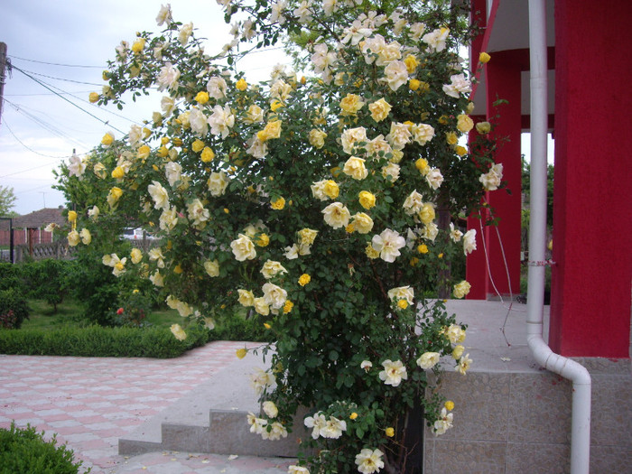 IMGP9696 - Flori 2