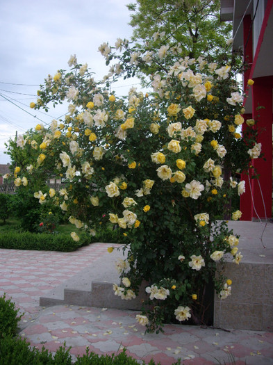 IMGP9697 - Flori 2