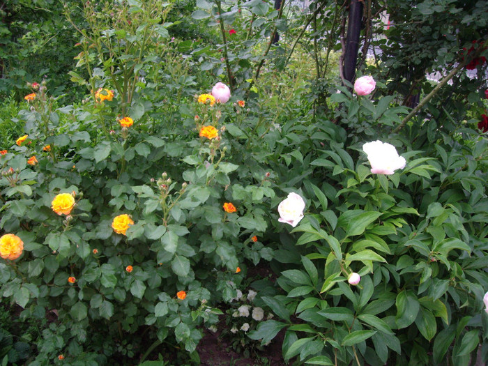 IMGP9701 - Flori 2