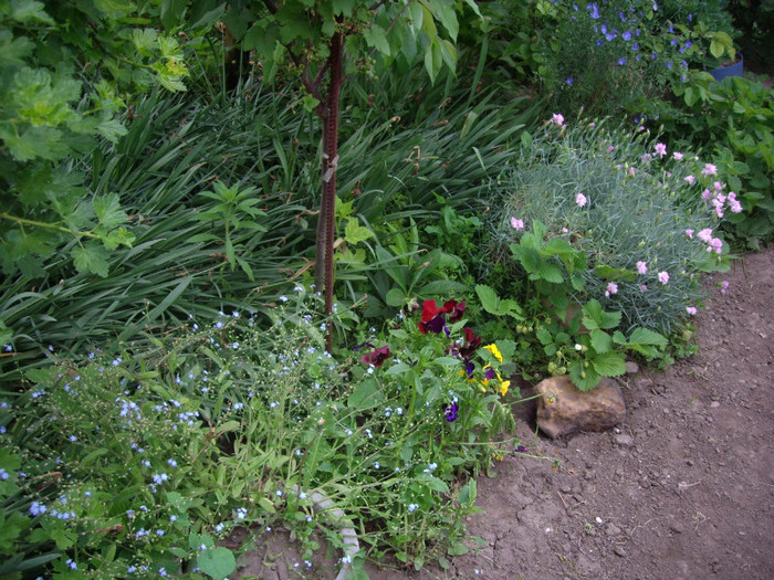 IMGP9705 - Flori 2