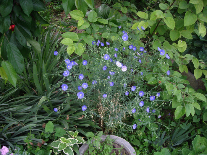 IMGP9706 - Flori 2