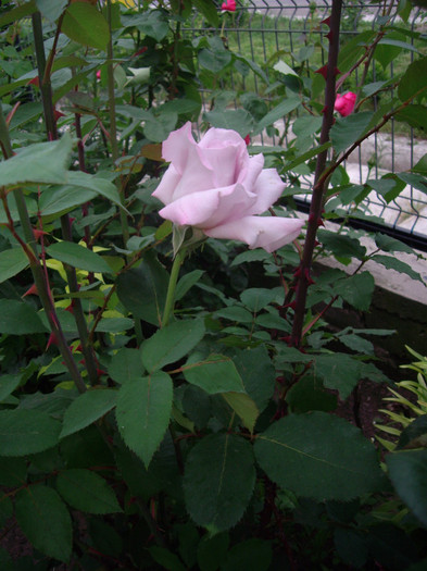 IMGP9708 - Flori 2