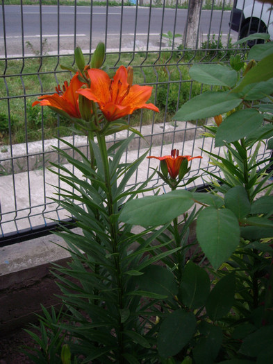 IMGP9709 - Flori 2