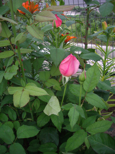 IMGP9710