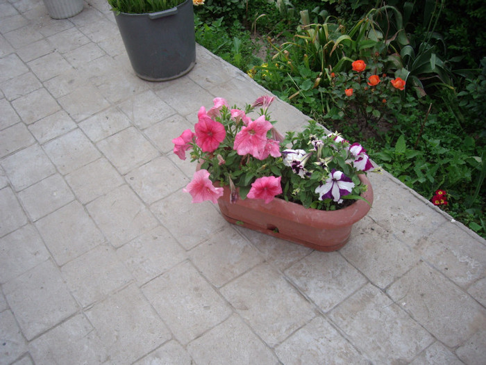 IMGP9715 - Flori 2