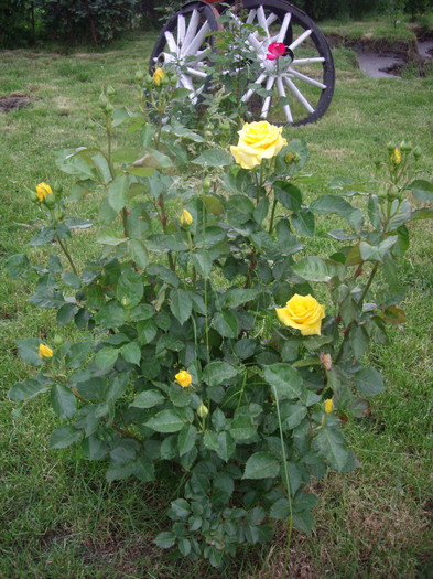 sunblest - Flori 2