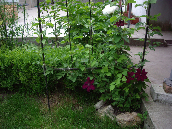 IMGP9726
