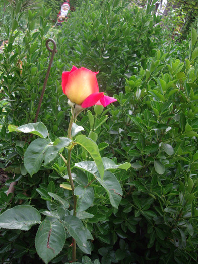 IMGP9736
