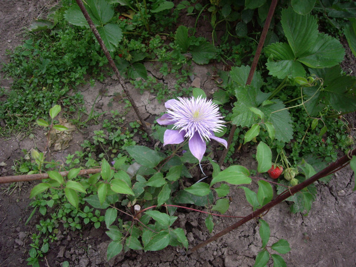 clematita