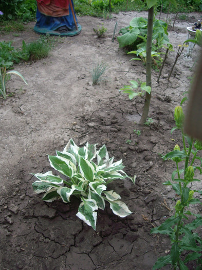 hosta  patriot