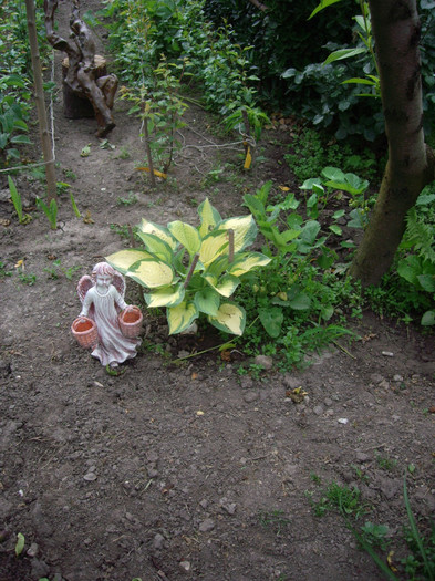 hosta  pauls glory