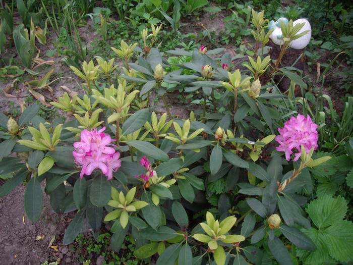 rodendron
