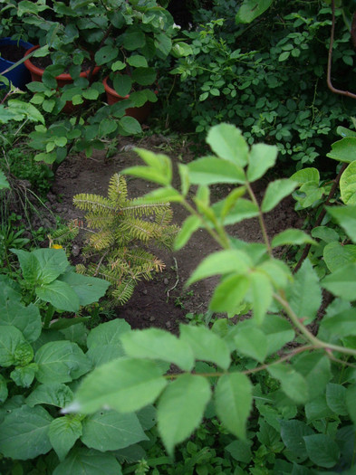 IMGP9745