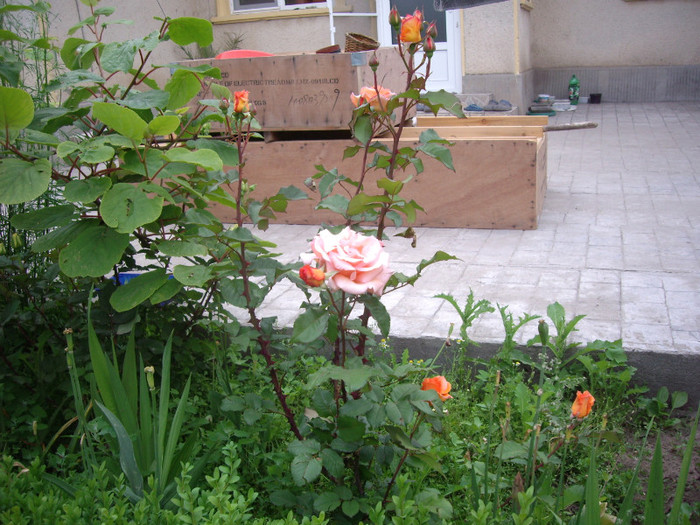 IMGP9748