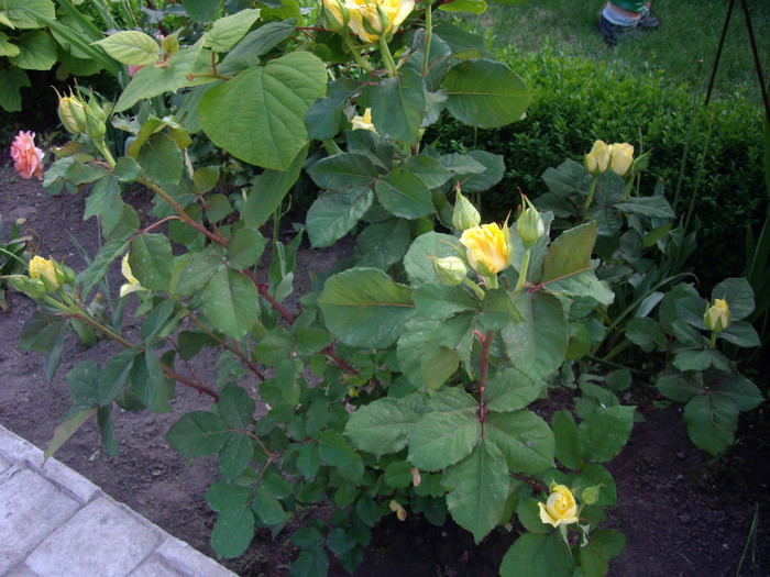 IMGP9749