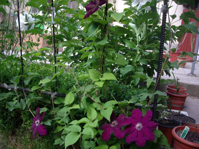 clematita
