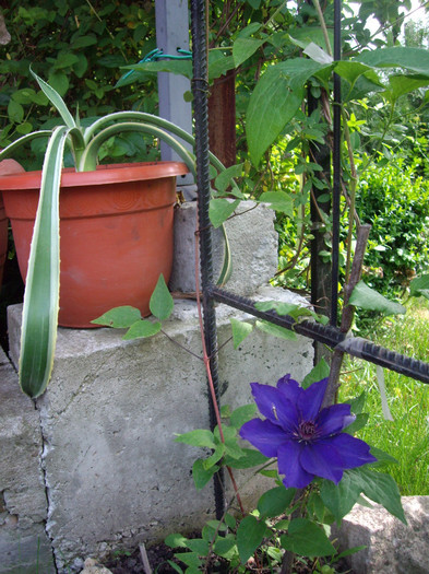 clematlta