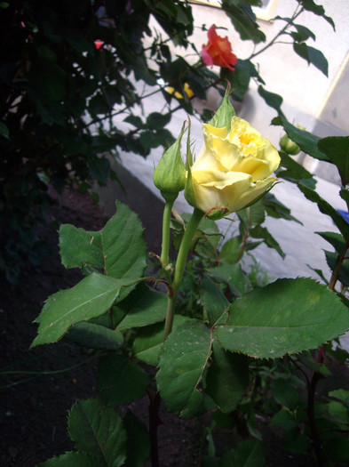 IMGP9759